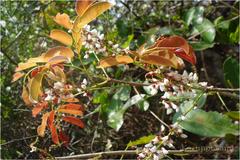 Dalbergia volubilis